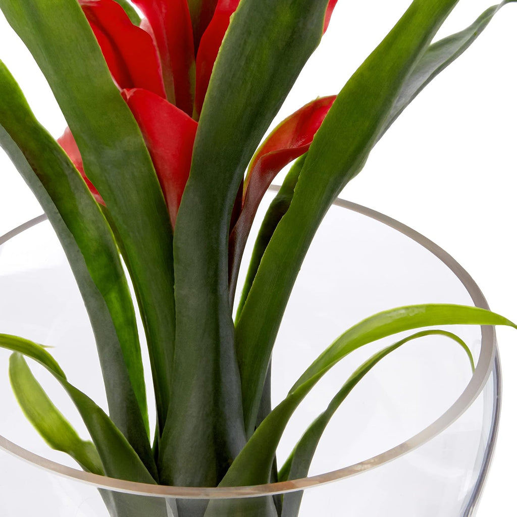 Tropical Bromeliad in Angled Vase, Red U1128