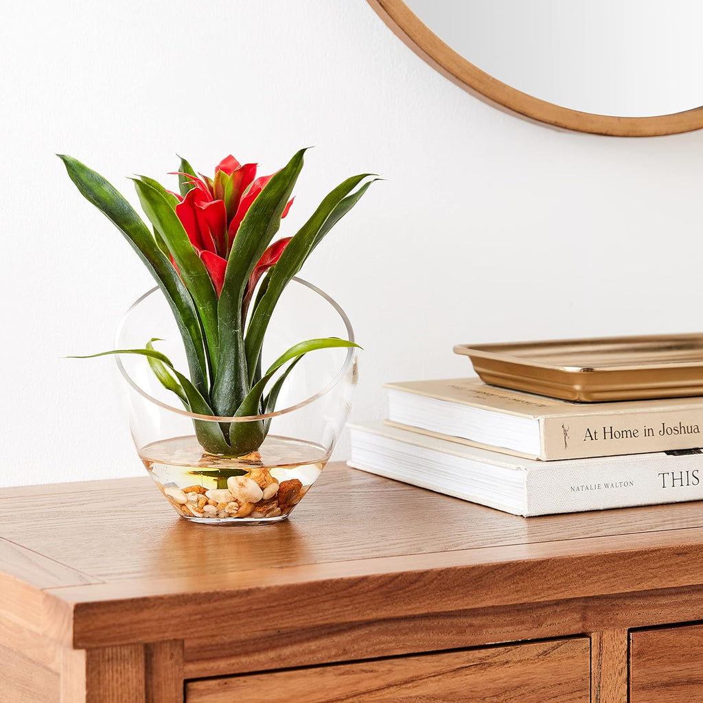 Tropical Bromeliad in Angled Vase, Red U1128