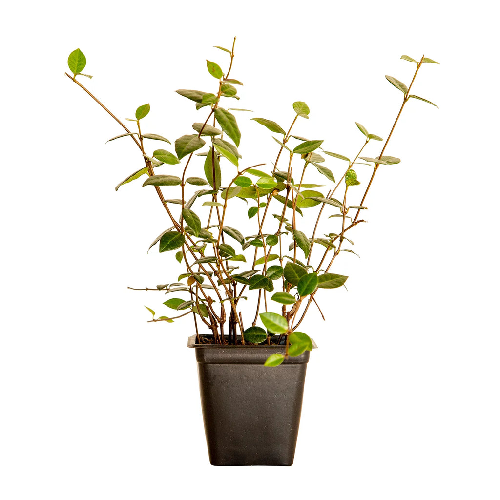 18 Pack 3.25 In. Pots Evergreen Groundcover Vine Live Outdoor Plant Q4185