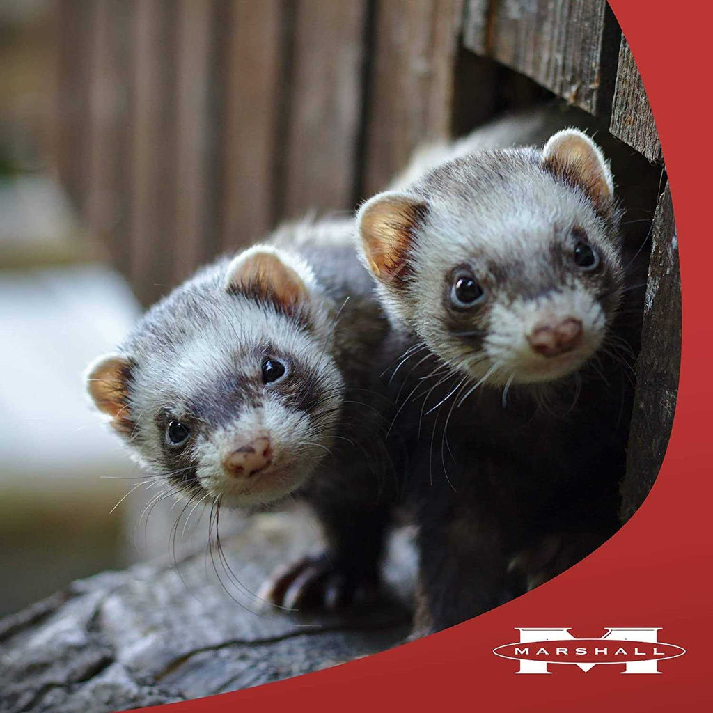 Ferret Treats N256