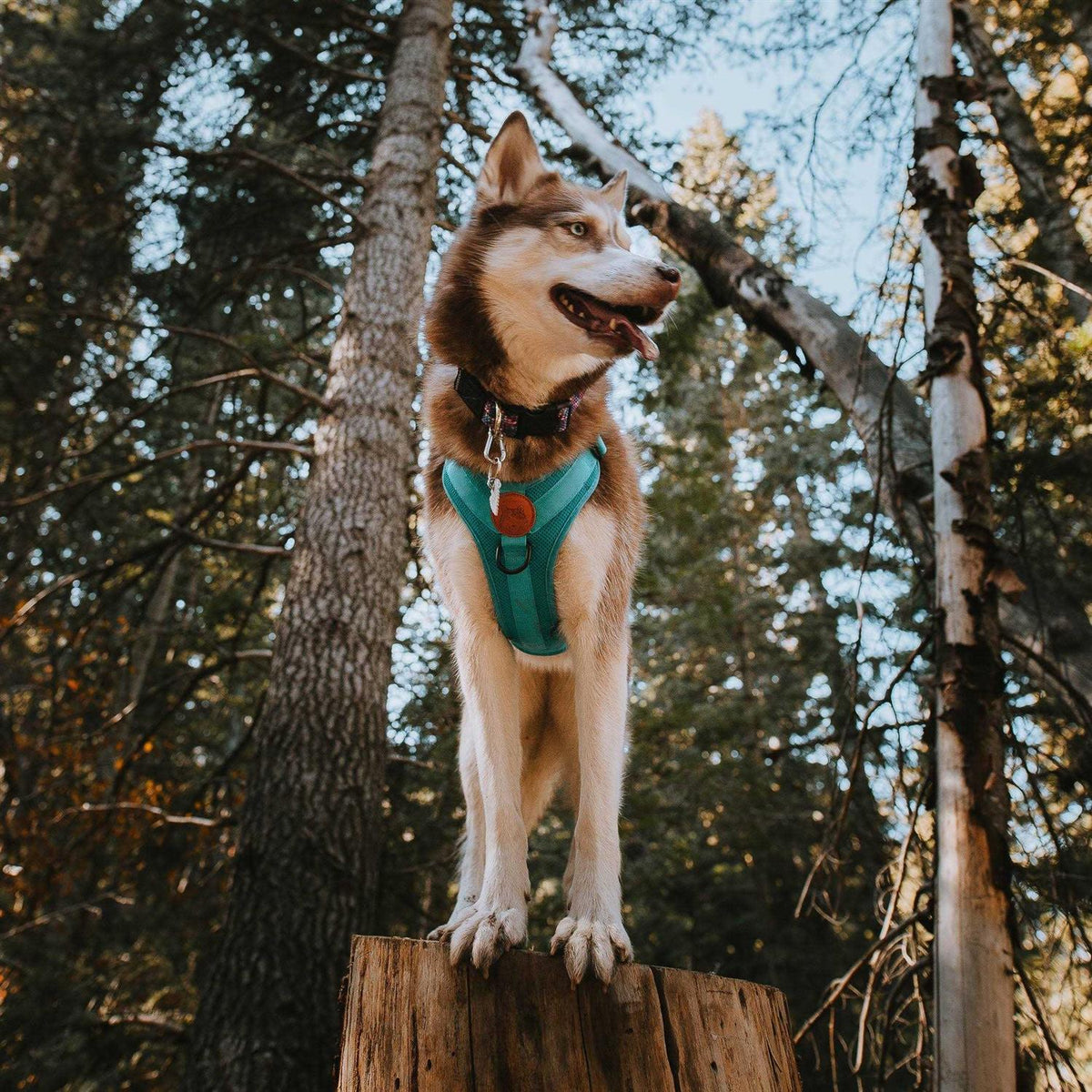 Dog Harness Z195869