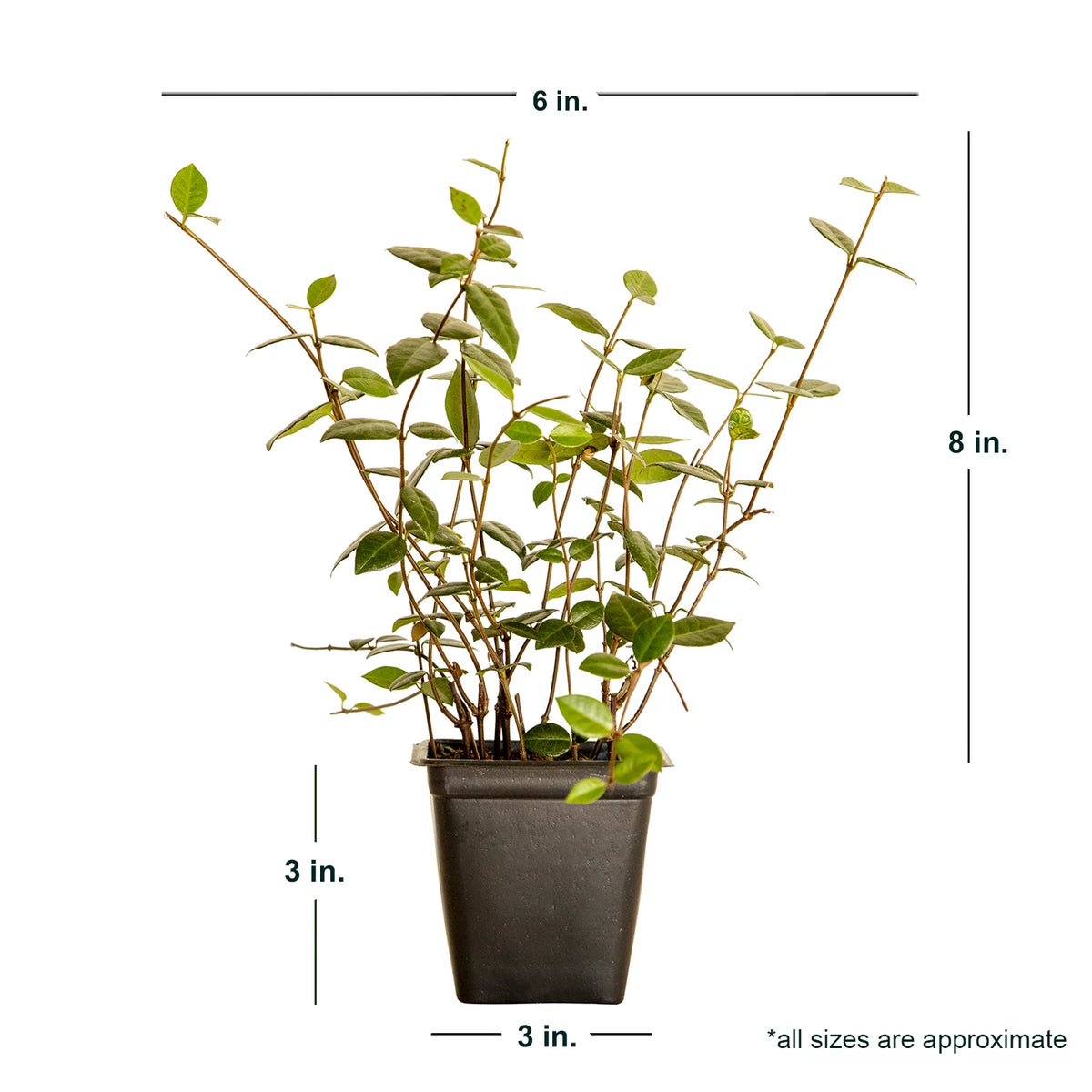 18 Pack 3.25 In. Pots Evergreen Groundcover Vine Live Outdoor Plant Q4185
