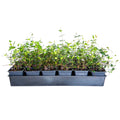18 Pack 3.25 In. Pots Evergreen Groundcover Vine Live Outdoor Plant Q4185