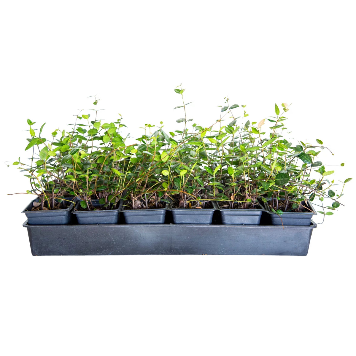 18 Pack 3.25 In. Pots Evergreen Groundcover Vine Live Outdoor Plant Q4185