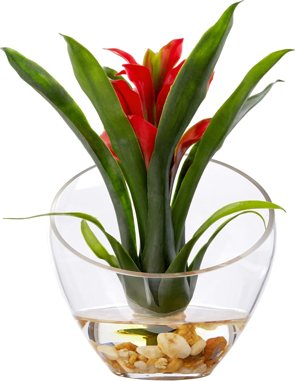 Tropical Bromeliad in Angled Vase, Red U1128