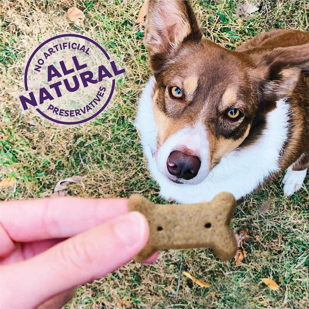 Small Dog Biscuits H418