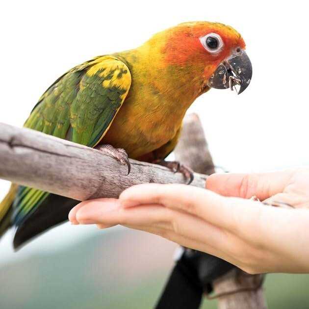 Universal Blend Birds Pet Supplies K455039