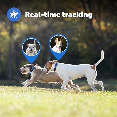 GPS Dog Collar with App, Waterproof Rechargeable (Blue, Grey) C539888