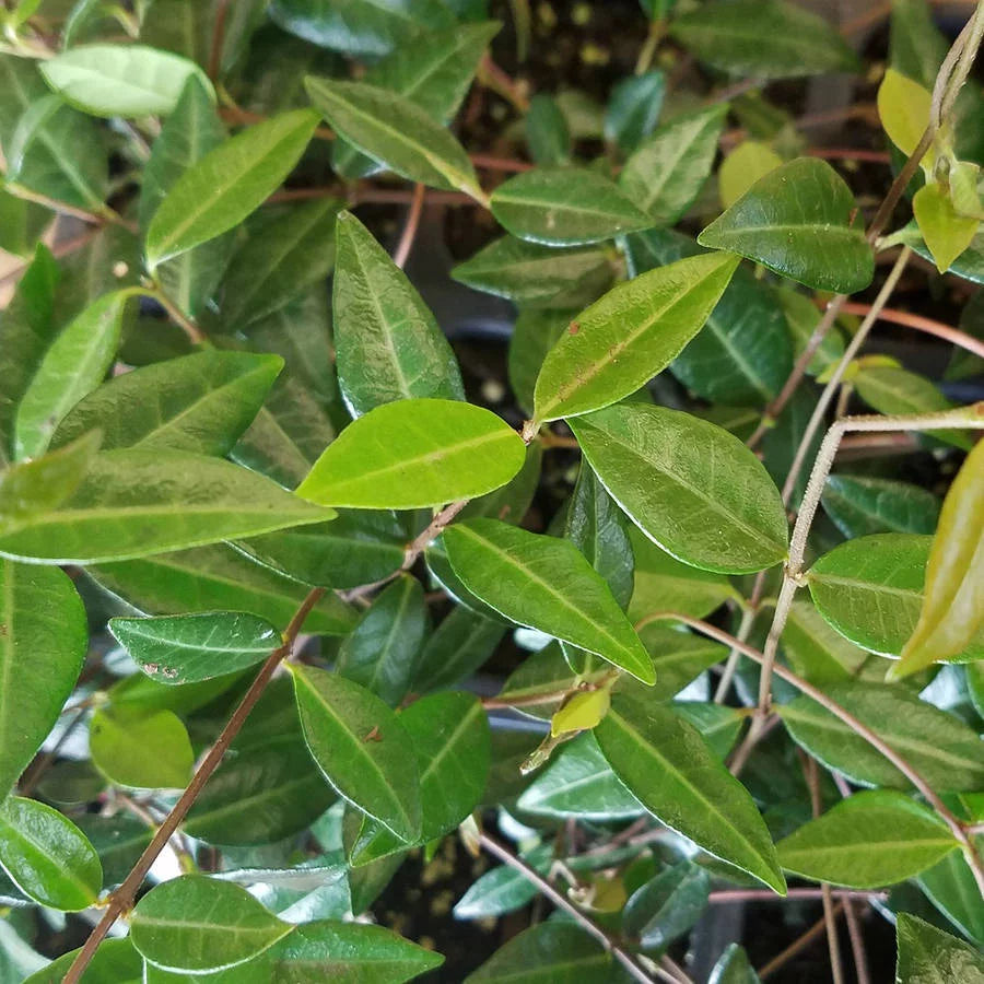 18 Pack 3.25 In. Pots Evergreen Groundcover Vine Live Outdoor Plant Q4185