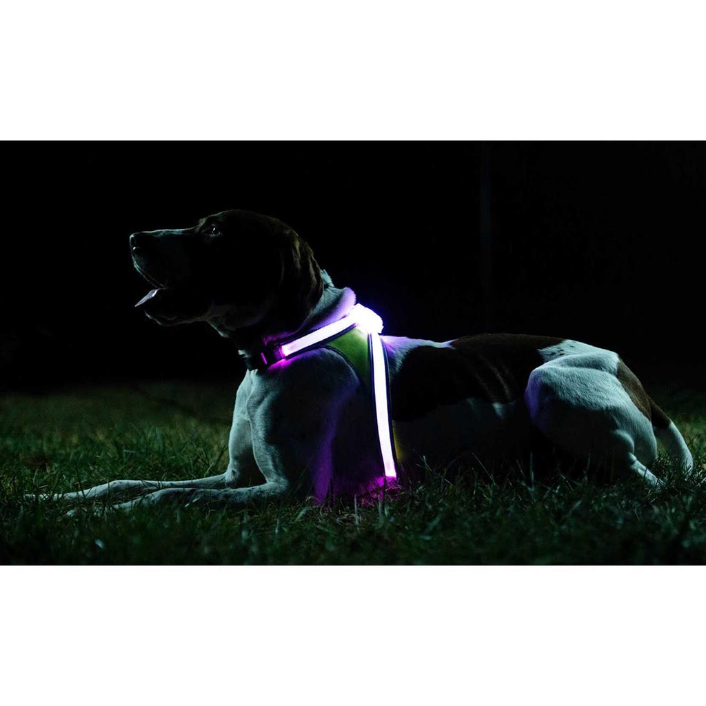 LED Reflective Dog Harness C34104
