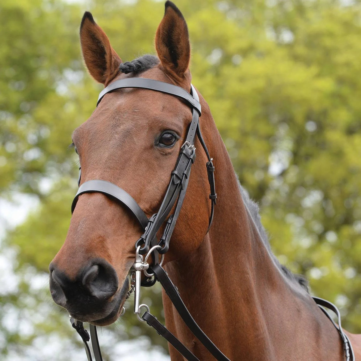 Black Bridle G304888